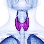 Thyroid